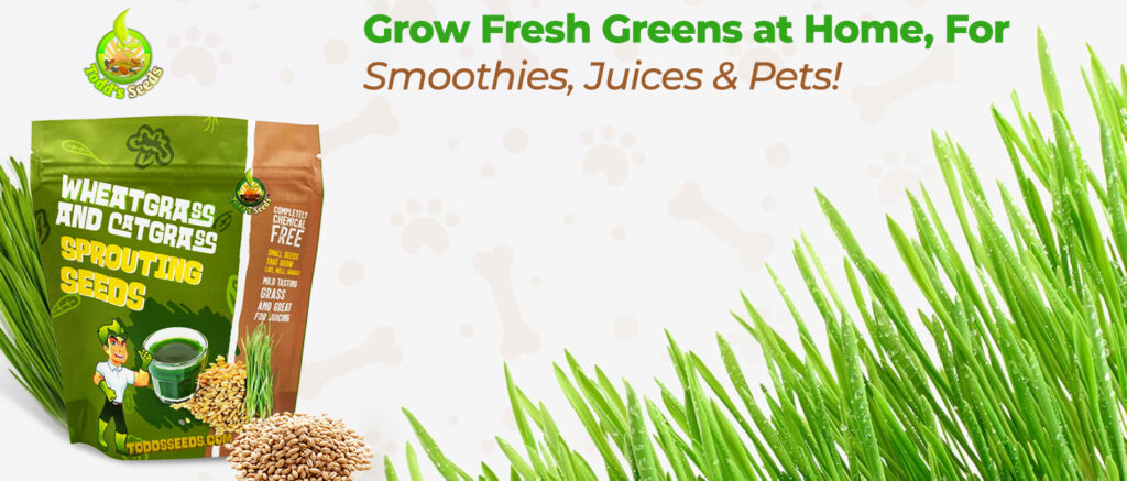 cat grass