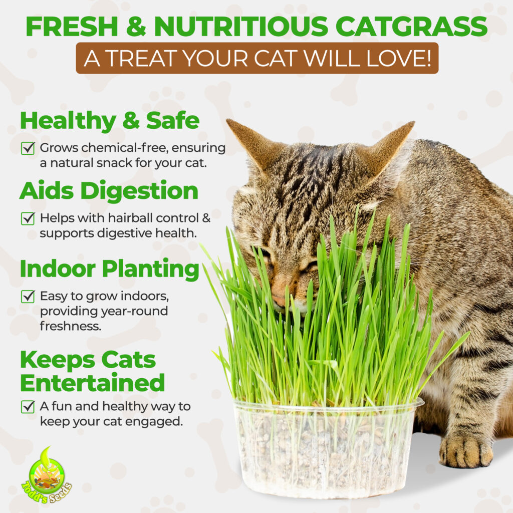 Todd's Seeds - Cat Grass