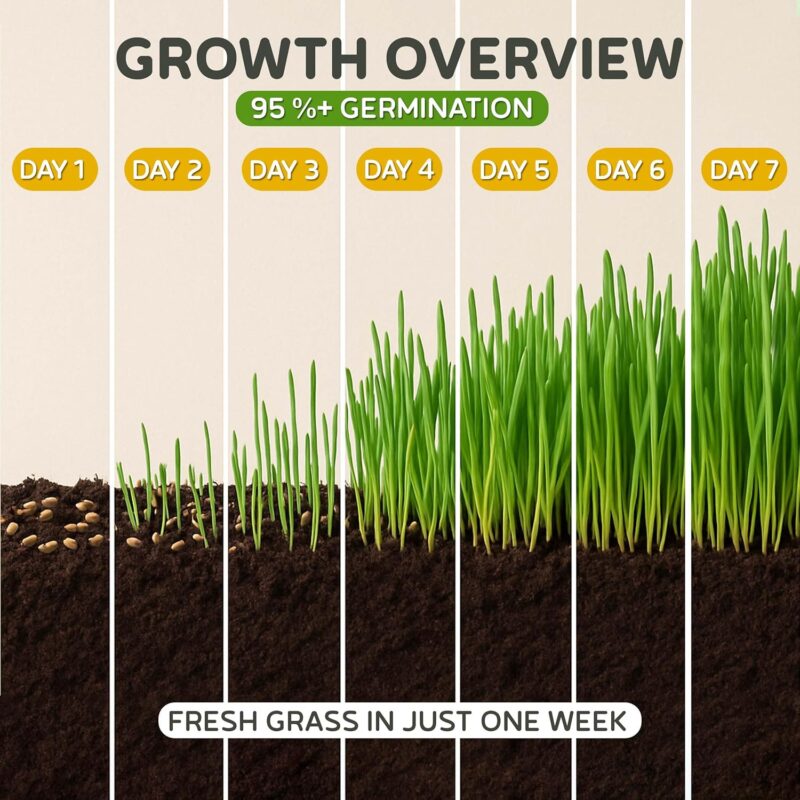 Todd's Seeds Catgrass