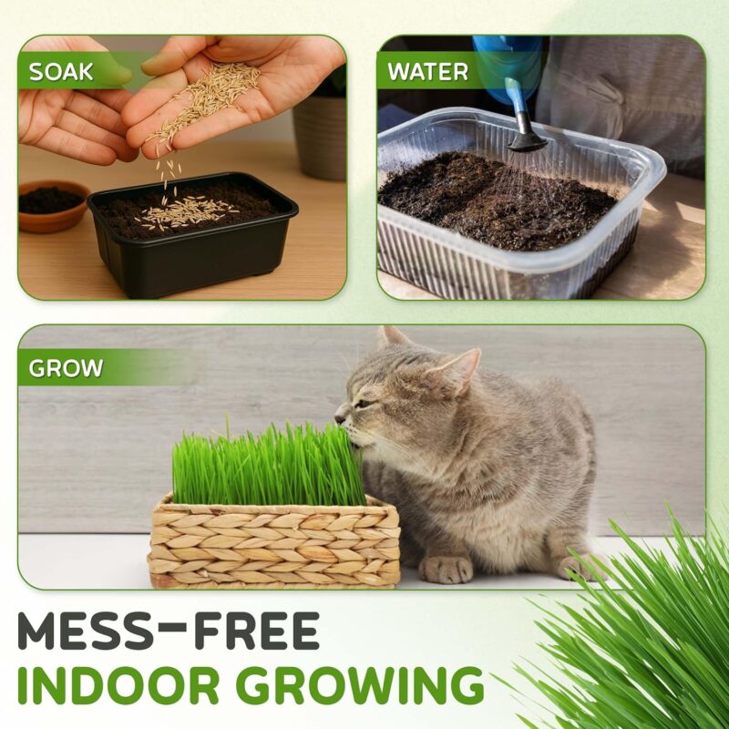 Todd's Seeds Cat Grass