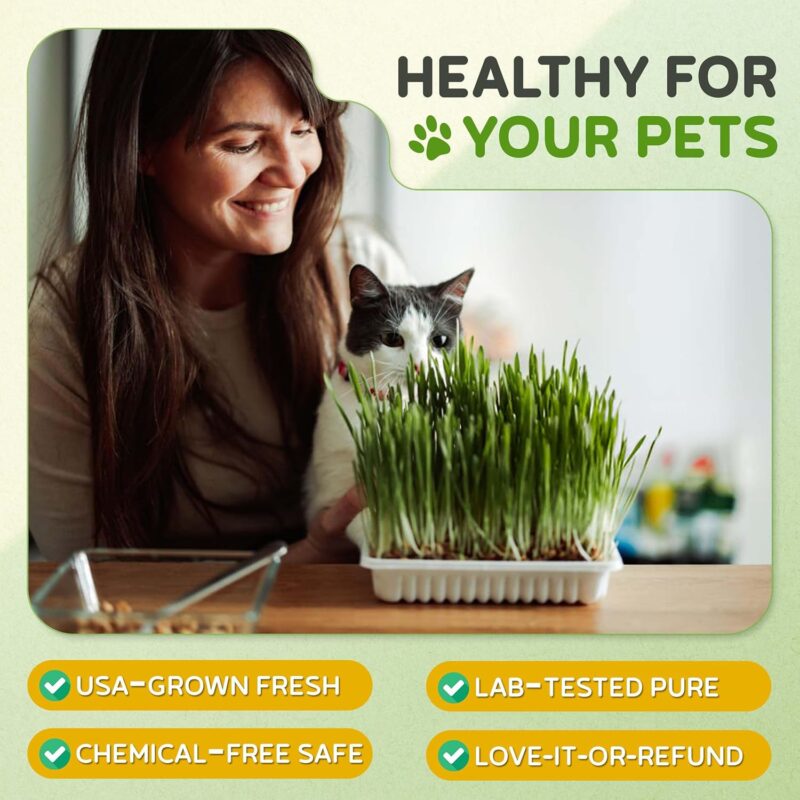 Todd's Seeds Catgrass