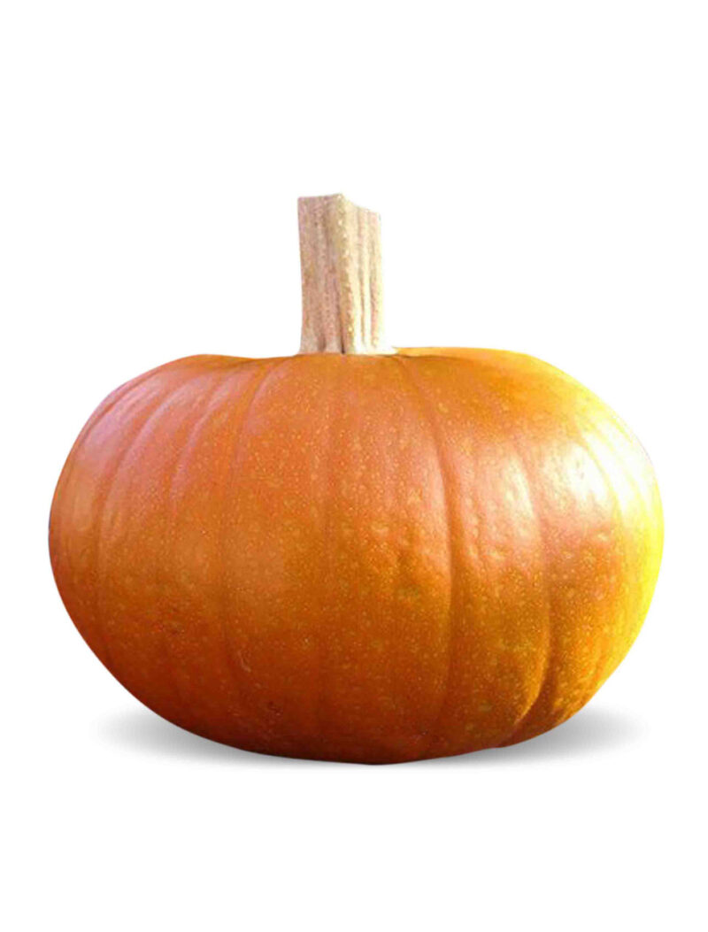 Vegetable Seeds/Pumpkin