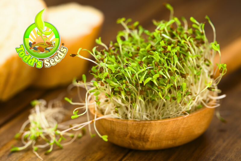 Todd's Seeds - Bundled Chemical Free Alfalfa Sprouting Seeds, 1Lb, & Mung Bean Sprouting Seeds, 1Lb, Total of 2Lbs - Image 4