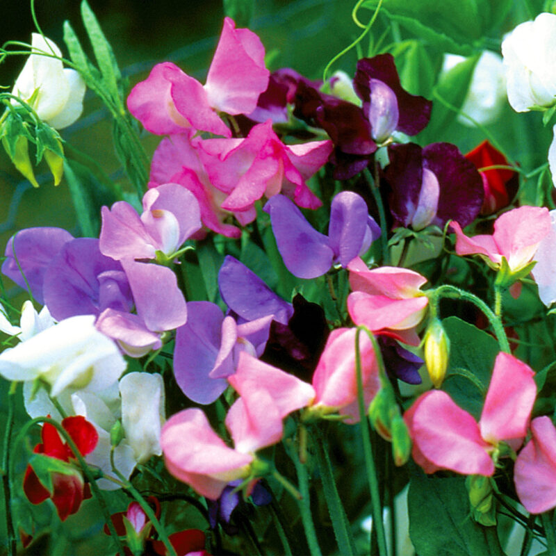 Sweet Pea, Knee High Mix (Lathyrus odoratus)  Seed - Image 2