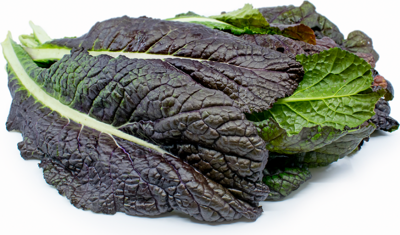 Red Giant Mustard Heirloom Seed