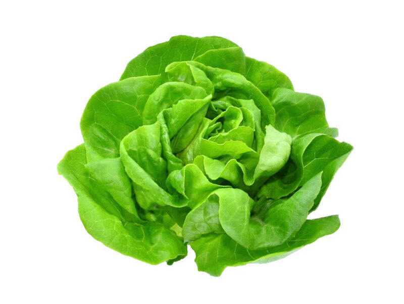 White Boston Butterhead Lettuce Heirloom Seed - Image 2