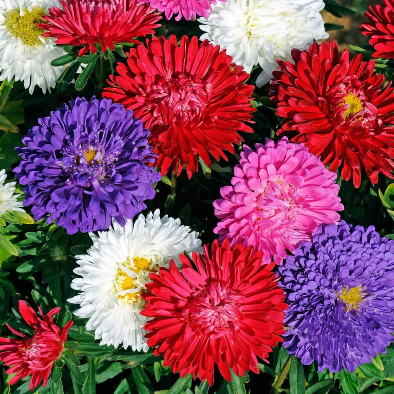 1000 Powder Puff Mix Aster Flower Seeds - Callistephus Chinensis (Non-GMO, USA Grown)