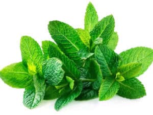 Mint, Spearmint (M. Spicta) Herb Seed (Pisum sativum)