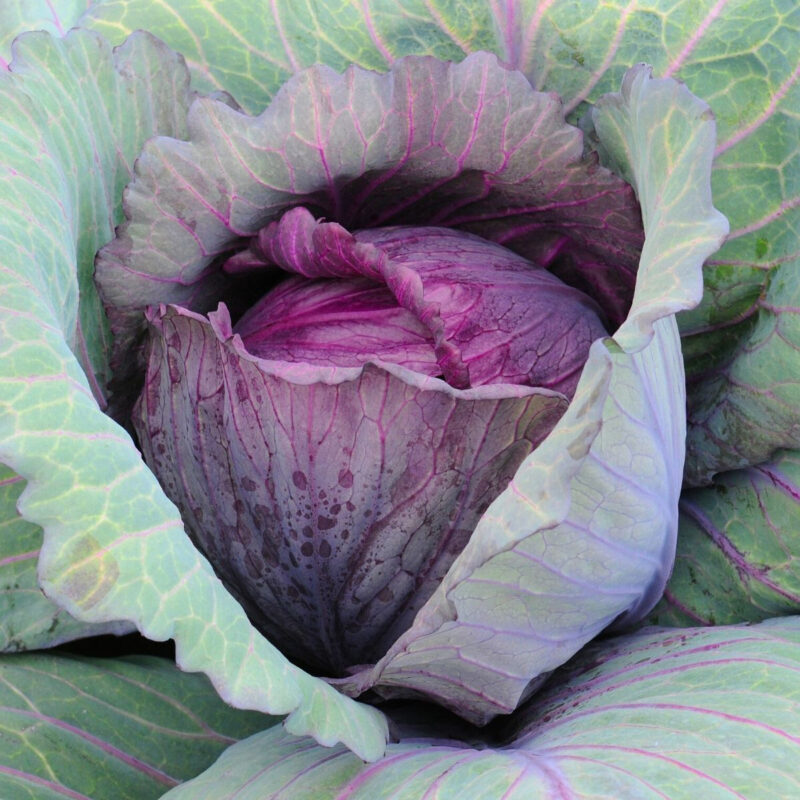Red Acre Cabbage Seed - Image 2