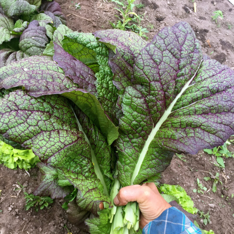 Red Giant Mustard Heirloom Seed - Image 3