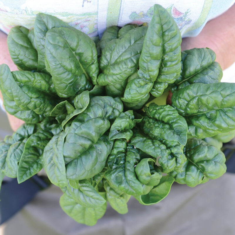 Nobel Giant Spinach Heirloom Seed - Image 2