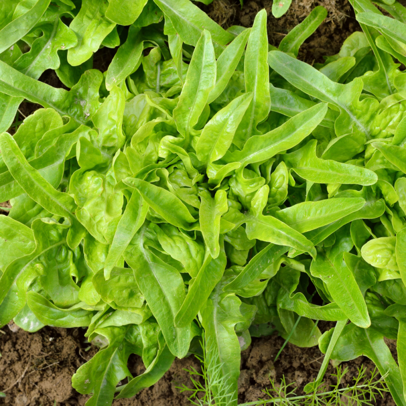 Oakleaf Leaf Lettuce Heirloom Seed - Image 2
