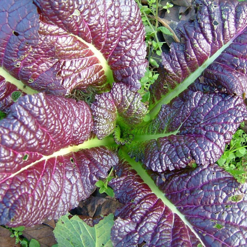 Red Giant Mustard Heirloom Seed - Image 4