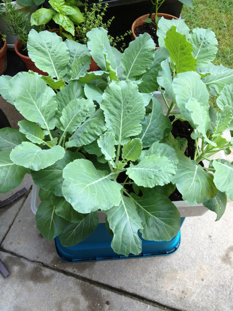 Champion Collard Seed - Image 4