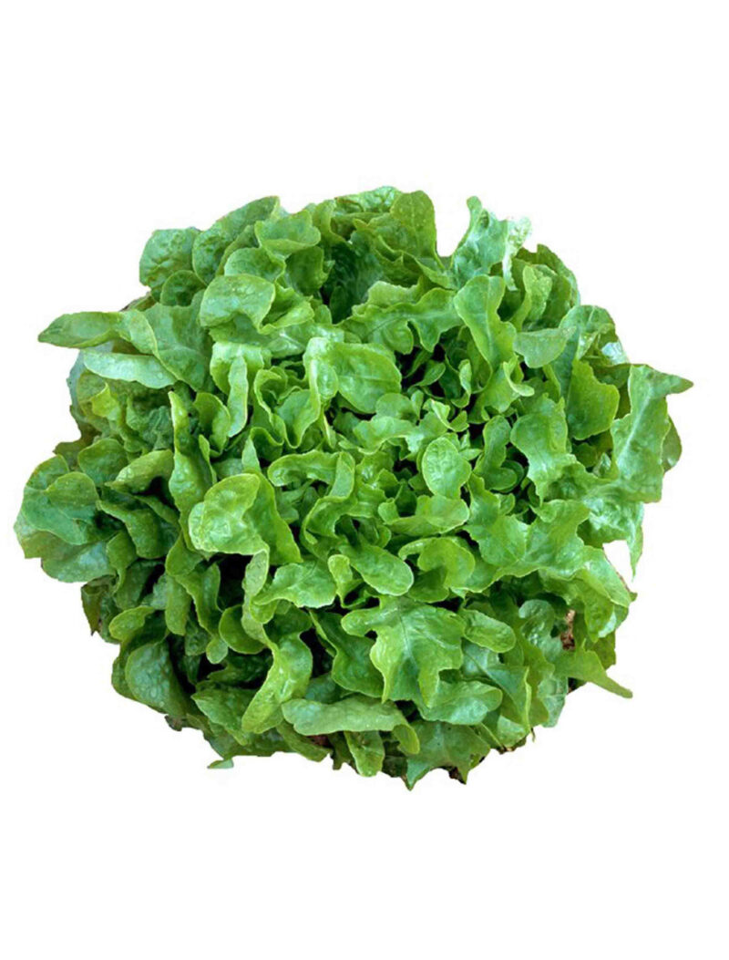 Vegetable Seeds/Lettuce/Leaf