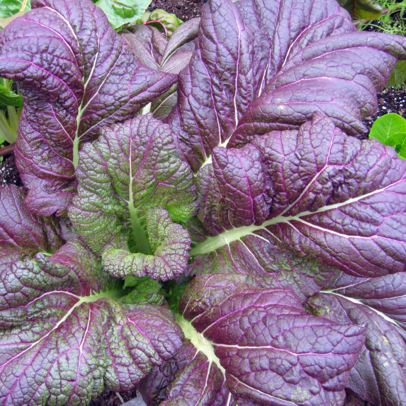 Red Giant Mustard Heirloom Seed - Image 2
