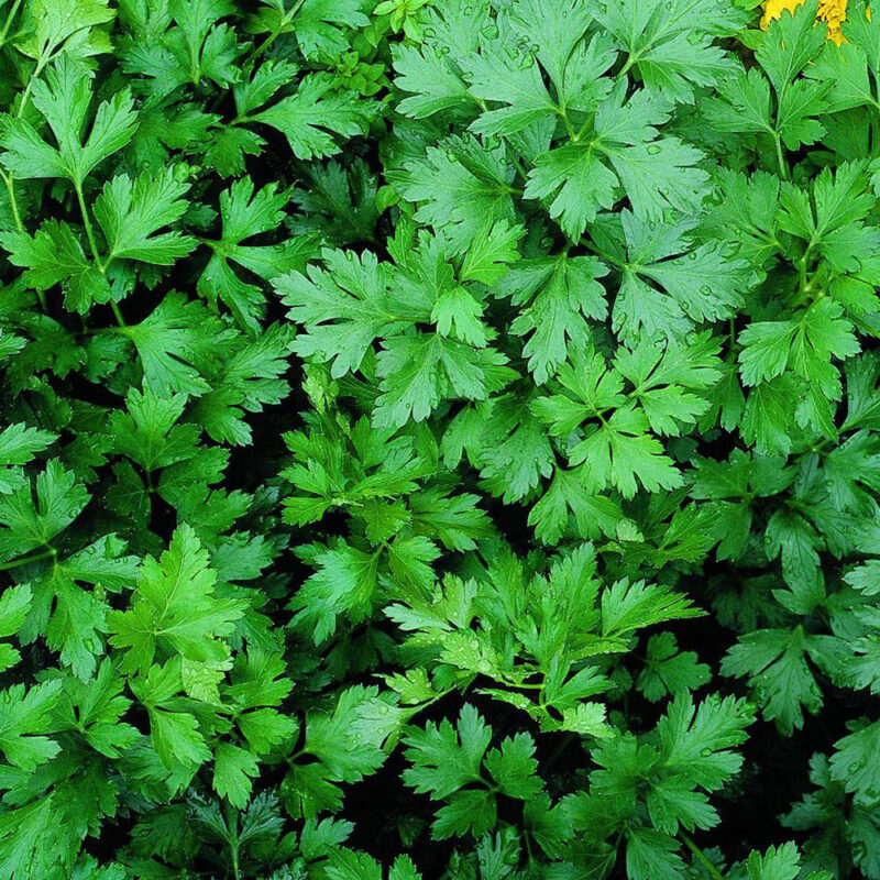 Plain / Single Parsley Heirloom Seed - Image 4