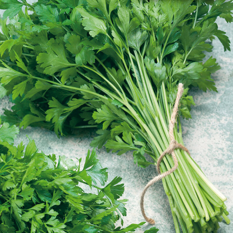 Plain / Single Parsley Heirloom Seed - Image 3