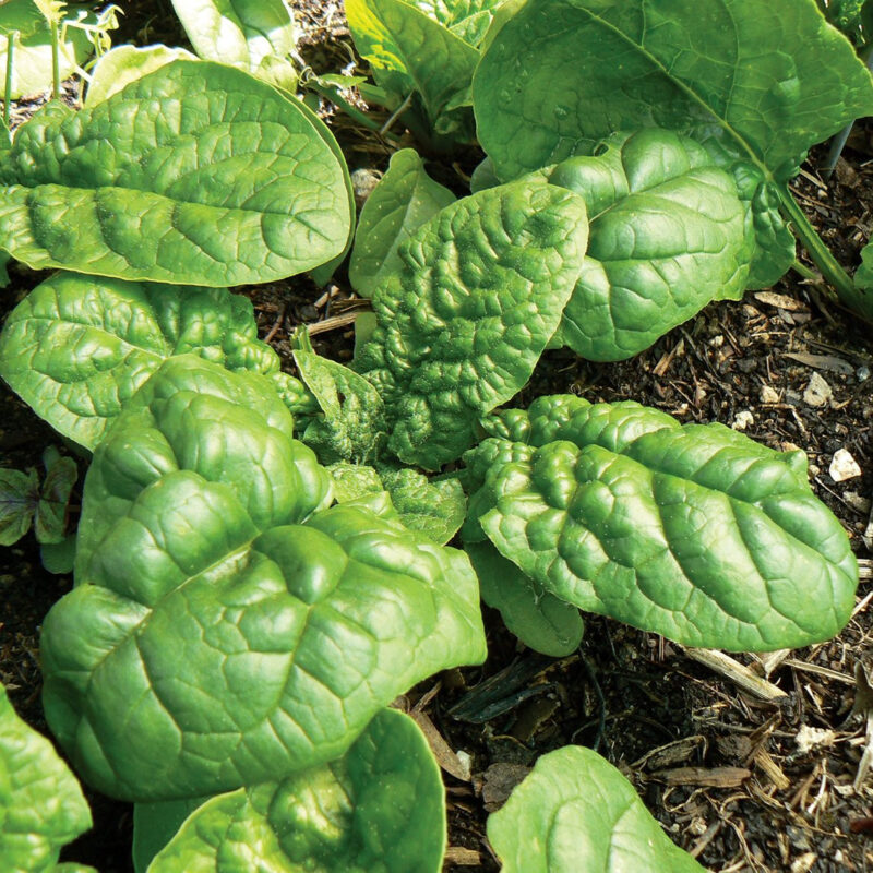 Nobel Giant Spinach Heirloom Seed - Image 3