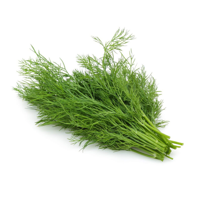 Dill, Mammoth Long Island Herb Seed - Image 3