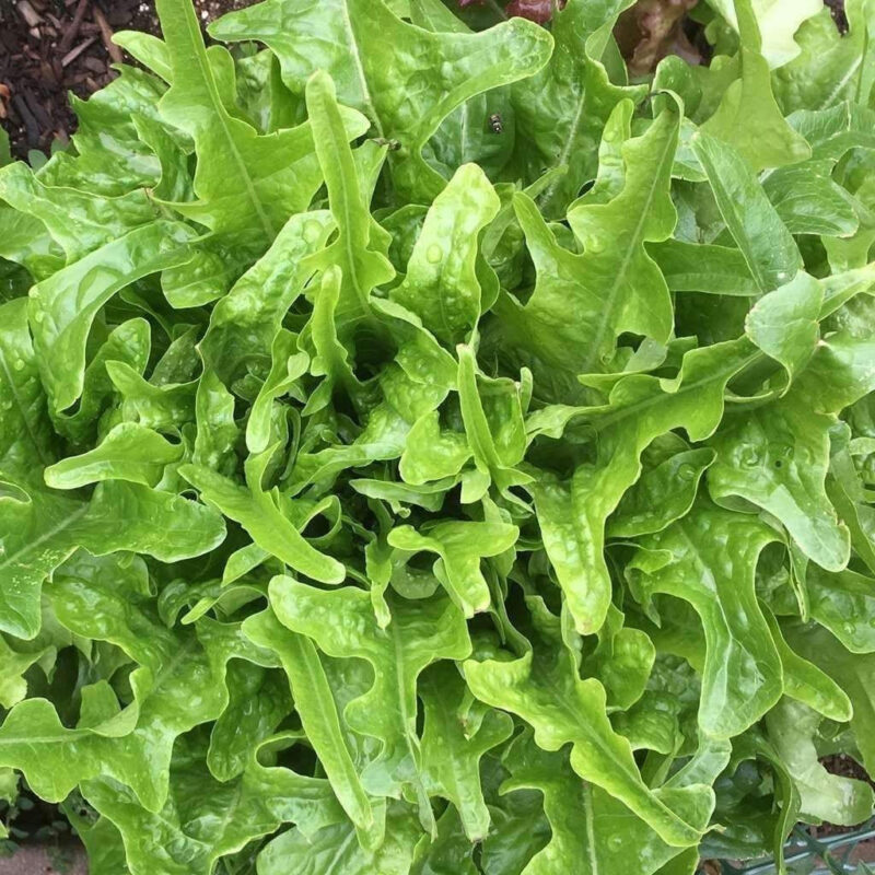 Oakleaf Leaf Lettuce Heirloom Seed - Image 5