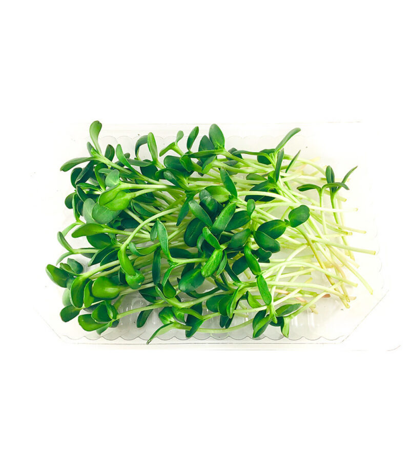 The Ultimate Sprouting Seed Sampler - Image 4