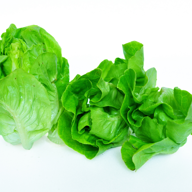 White Boston Butterhead Lettuce Heirloom Seed - Image 4