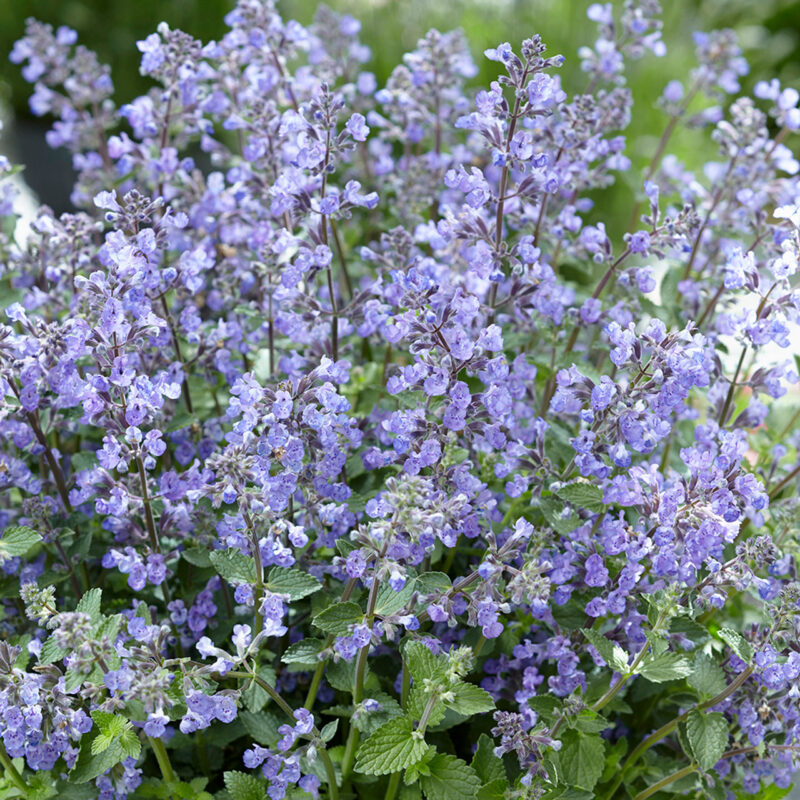 Catmint Herb Seed - Image 2