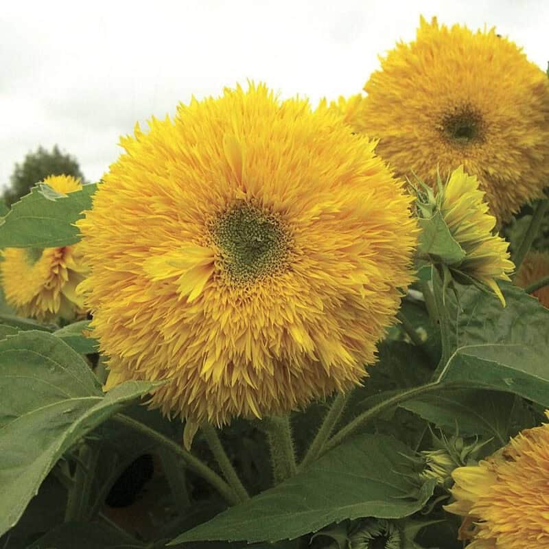 Sungold Tall Sunflower Heirloom Seed (Helianthus annuus) - Image 4
