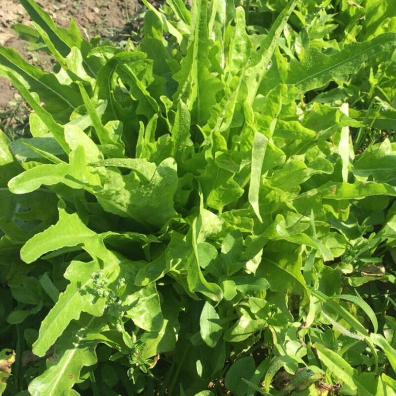Oakleaf Leaf Lettuce Heirloom Seed - Image 4