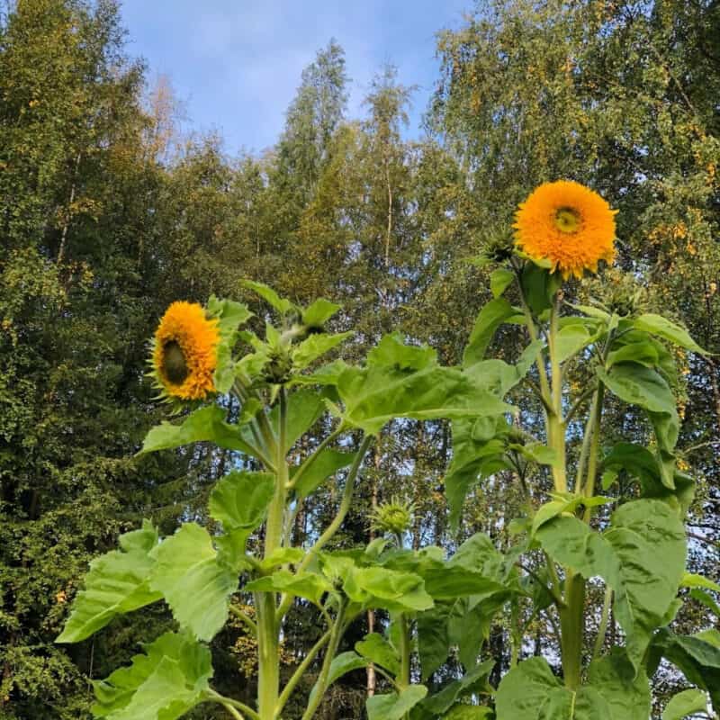 Sungold Tall Sunflower Heirloom Seed (Helianthus annuus) - Image 2