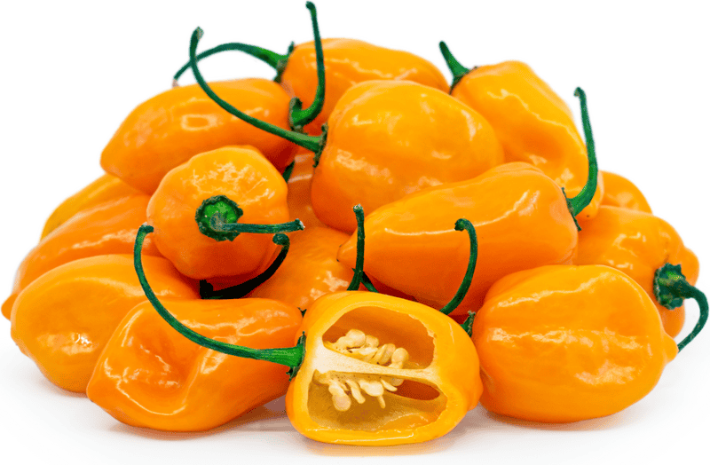 Orange Habanero Hot Pepper Heirloom Seed (Capsicum annuum) - Image 2