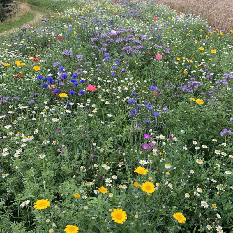 Annual Perennial Flower Mix - Image 5