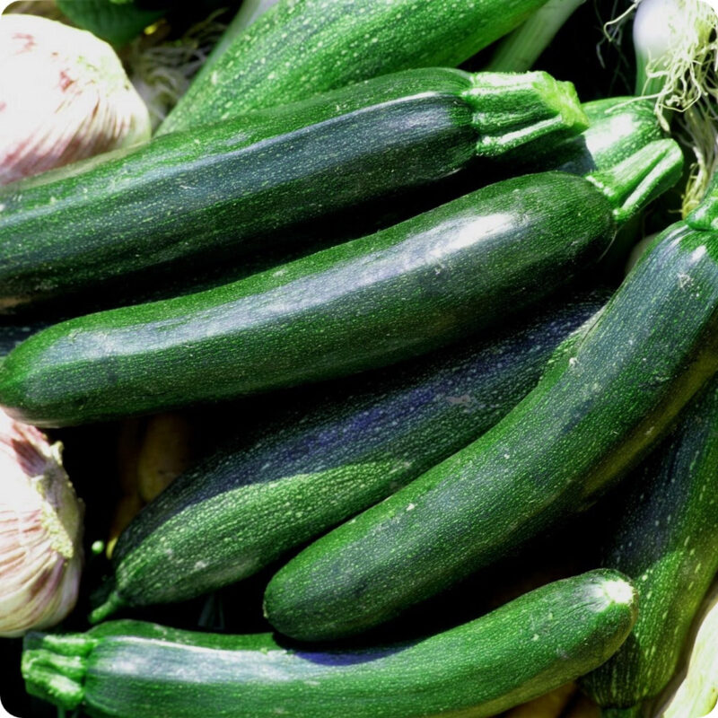 Black Beauty Summer Squash Heirloom Seed - Image 2