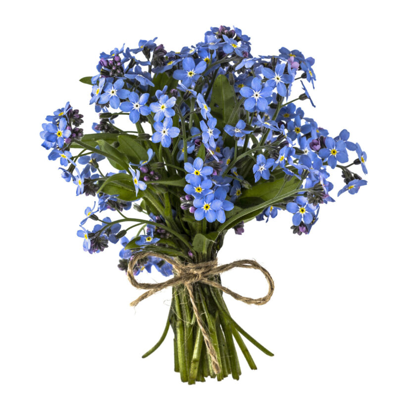 Chinese Forget-Me-Not (Cynoglossum Amabile) Seed - Image 5