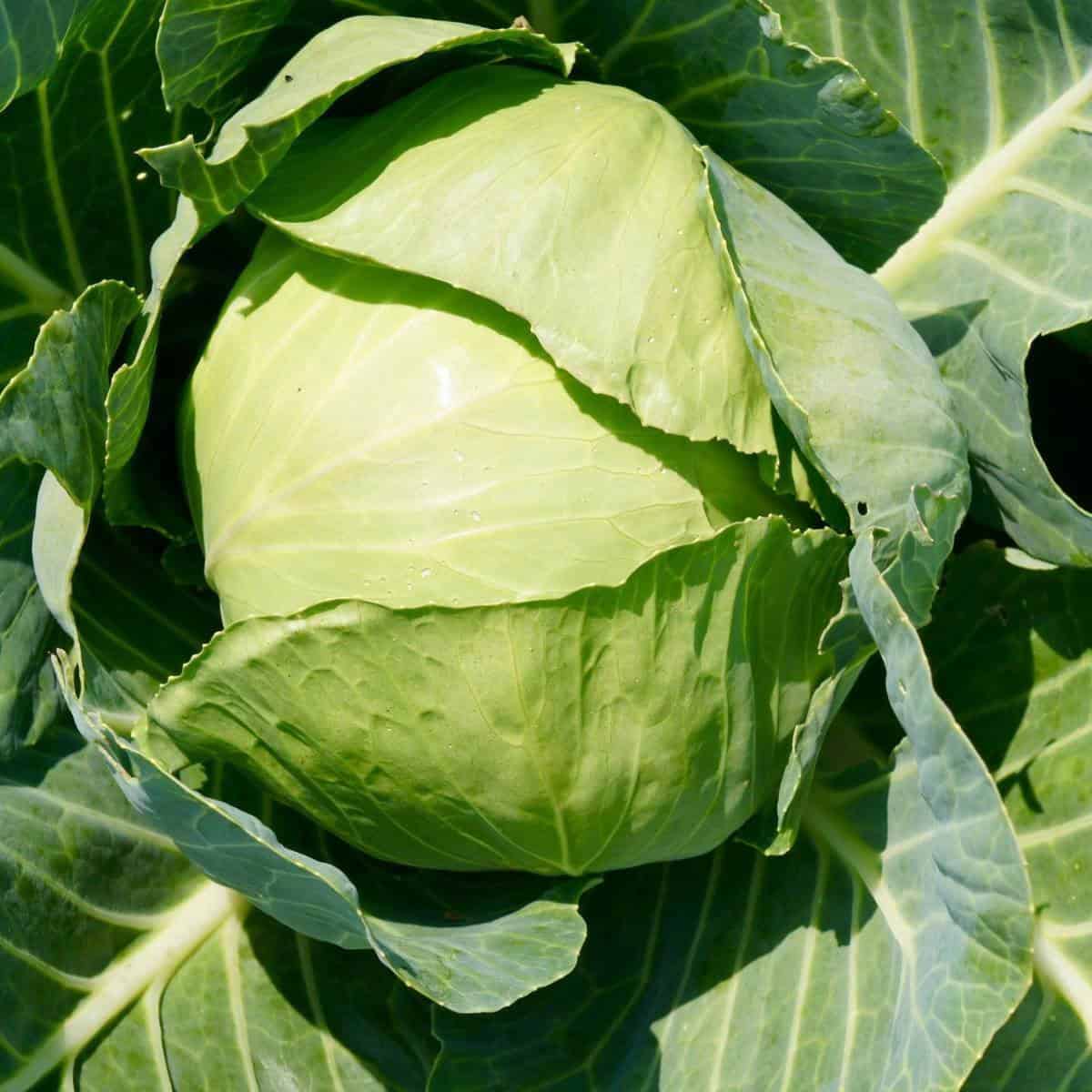 thumbnail image 2 of 200+ Late Flat Dutch Cabbage Seeds - Heirloom, Non-GMO, Fresh For Summer Planting 2 of 5