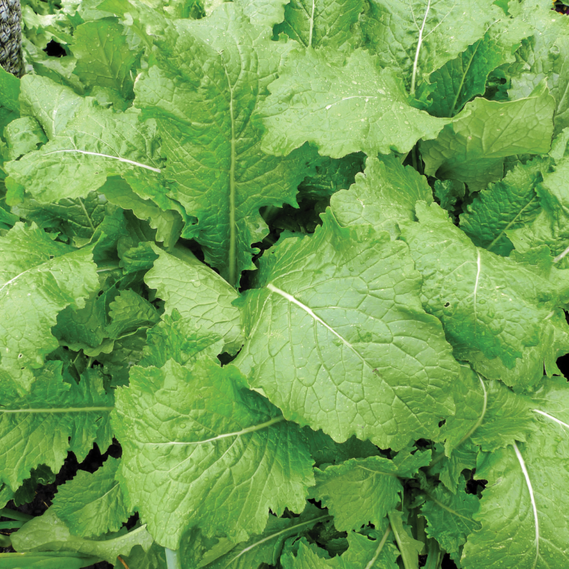 Florida Broadleaf Mustard Heirloom Seed - Image 2