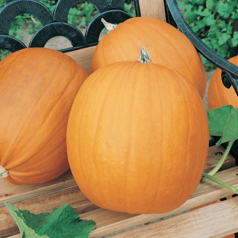 Jack O' Lantern Pumpkin Heirloom Seed - Image 3