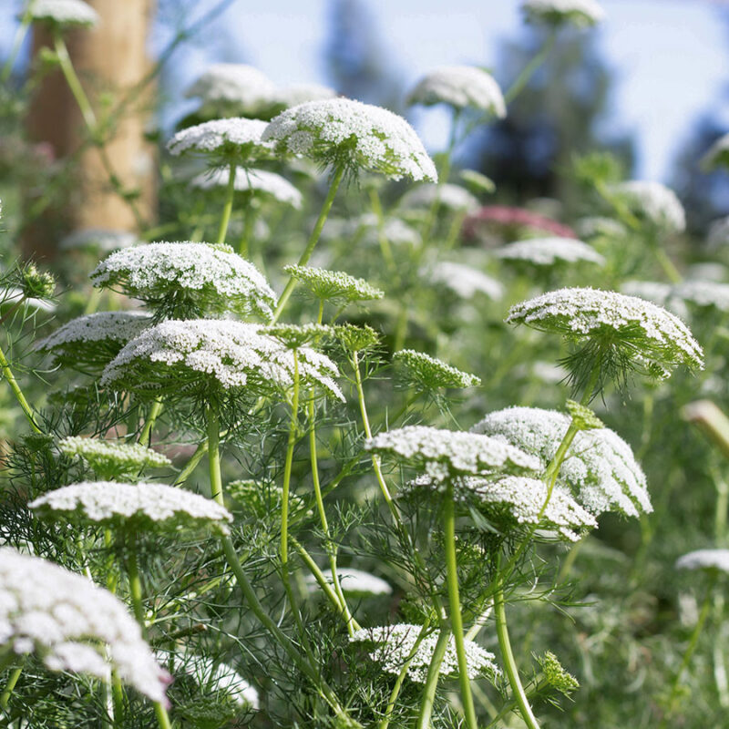 Bishops Flower (Ammi Majus) Seed - Image 2