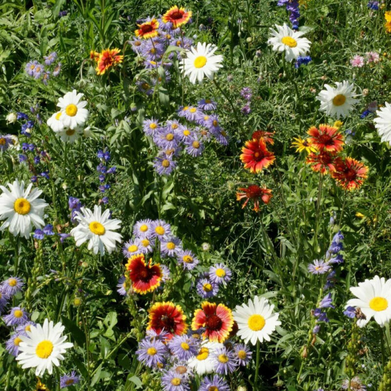 Annual Perennial Flower Mix - Image 2