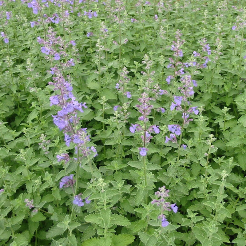 Catmint Herb Seed - Image 4