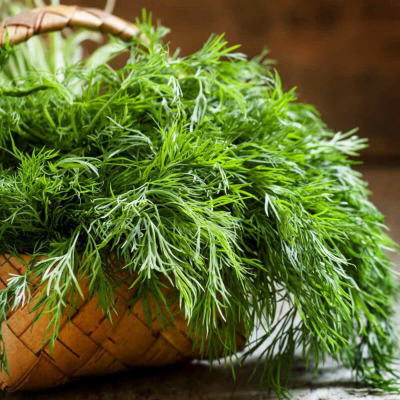 Dill, Mammoth Long Island Herb Seed - Image 4