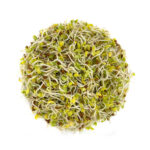 The Ultimate Sprouting Seed Sampler