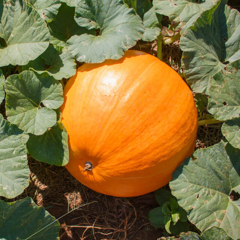 Jack O' Lantern Pumpkin Heirloom Seed - Image 2