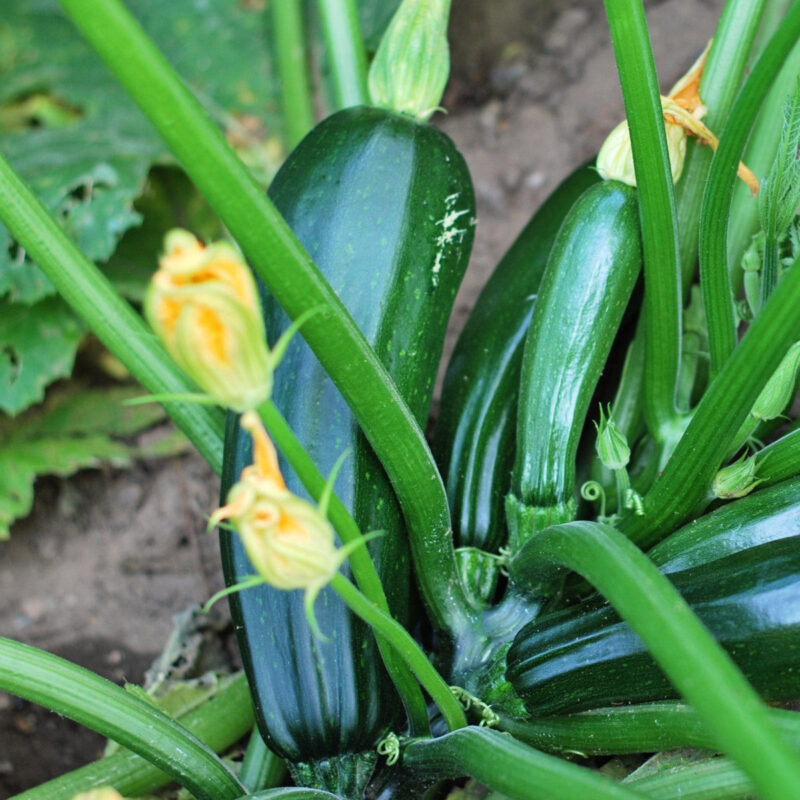 Black Beauty Summer Squash Heirloom Seed - Image 3
