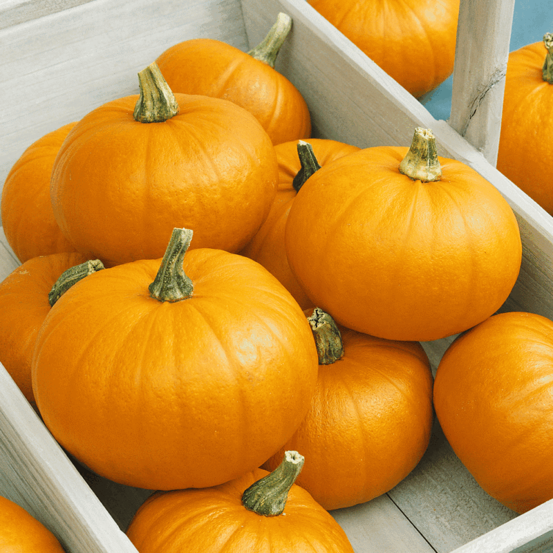 Small Sugar Pumpkin Heirloom Seed - Image 4
