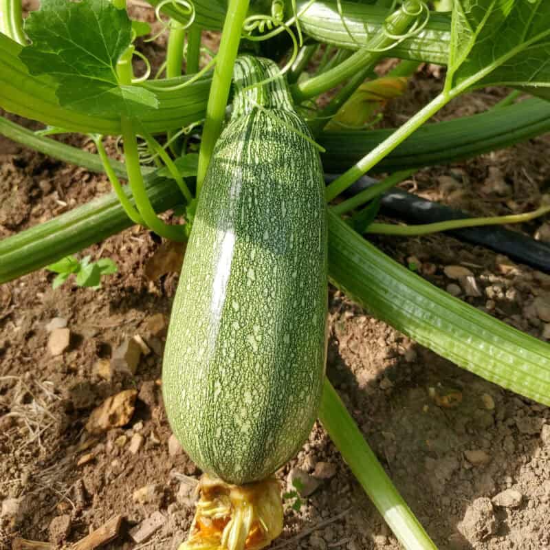 Grey Zucchini Summer Squash Heirloom Seed (Cucurbita spp.) - Image 2