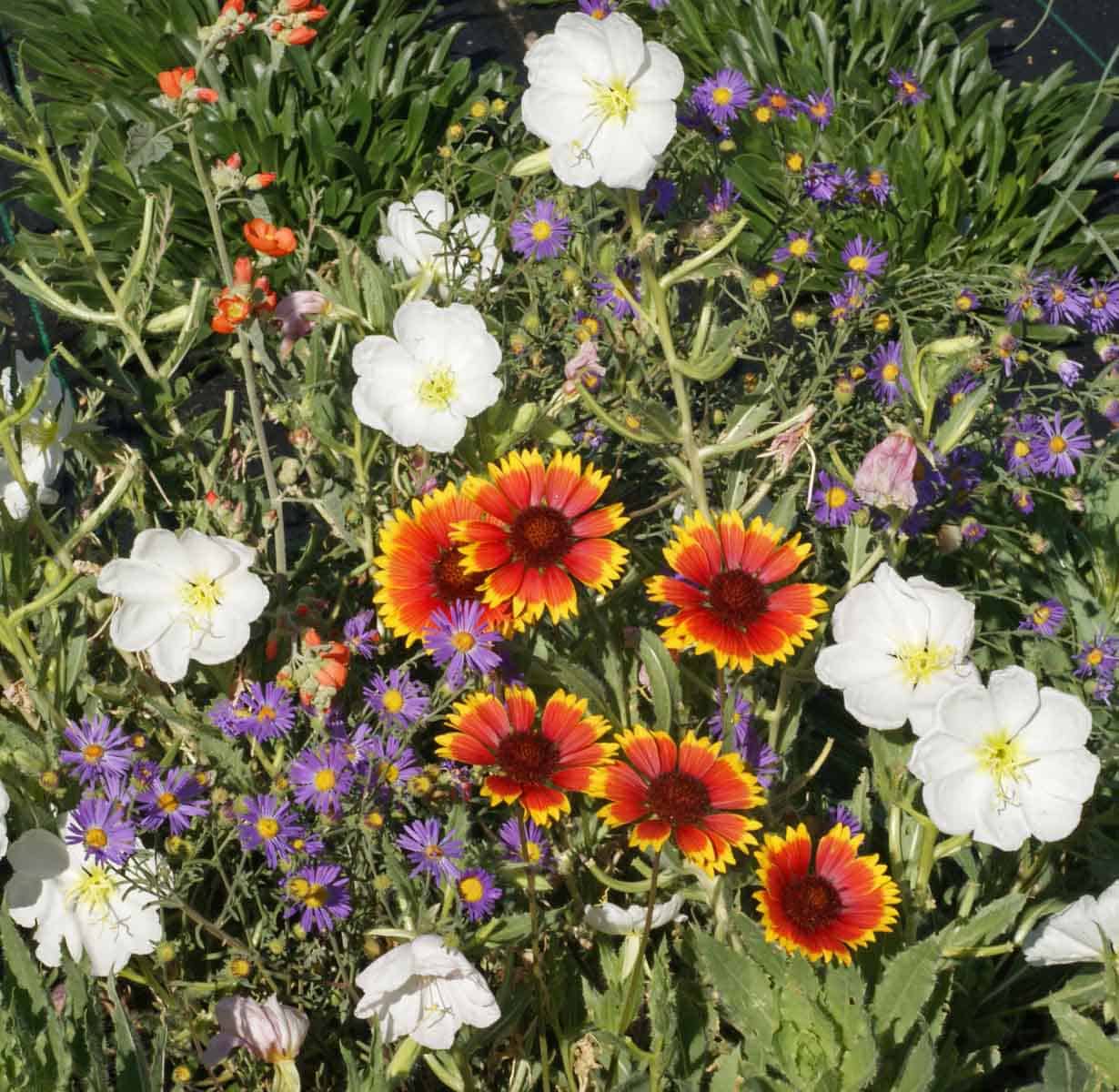 thumbnail image 2 of Dryland Wildflower Mix Seeds – 200+ Perennial & Annual, 21 Species, USA Free Shipping 2 of 3