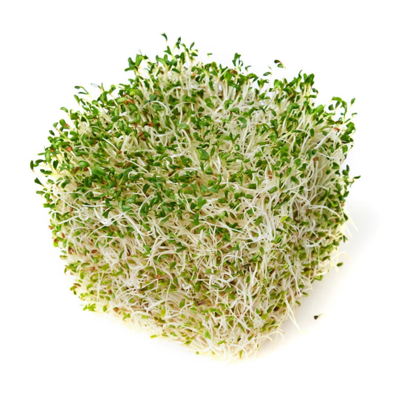 The Ultimate Sprouting Seed Sampler - Image 5