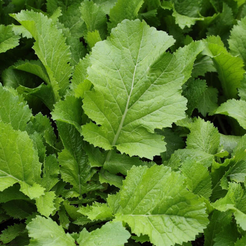 Florida Broadleaf Mustard Heirloom Seed - Image 3